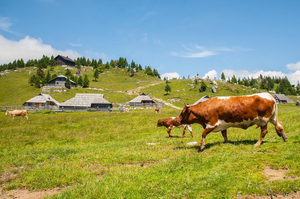Chalet Tisa Velika Planina *